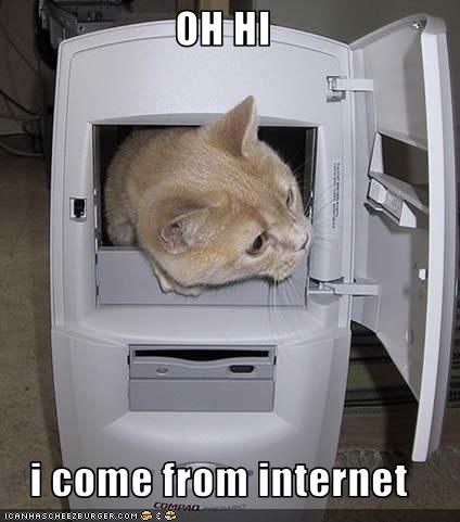 cat