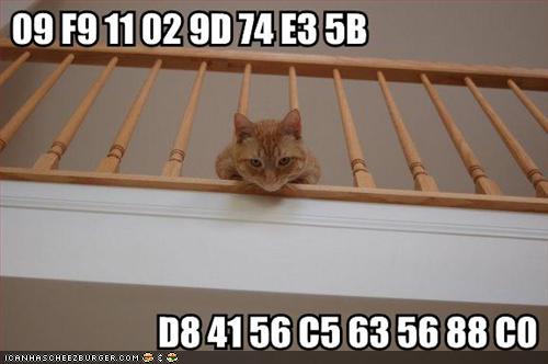 lolcat