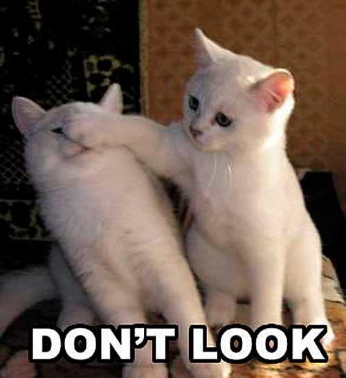 lolcat
