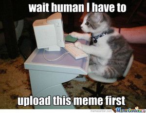lolcat