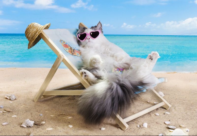 lolcat