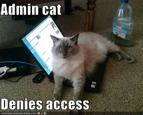 admin-cat