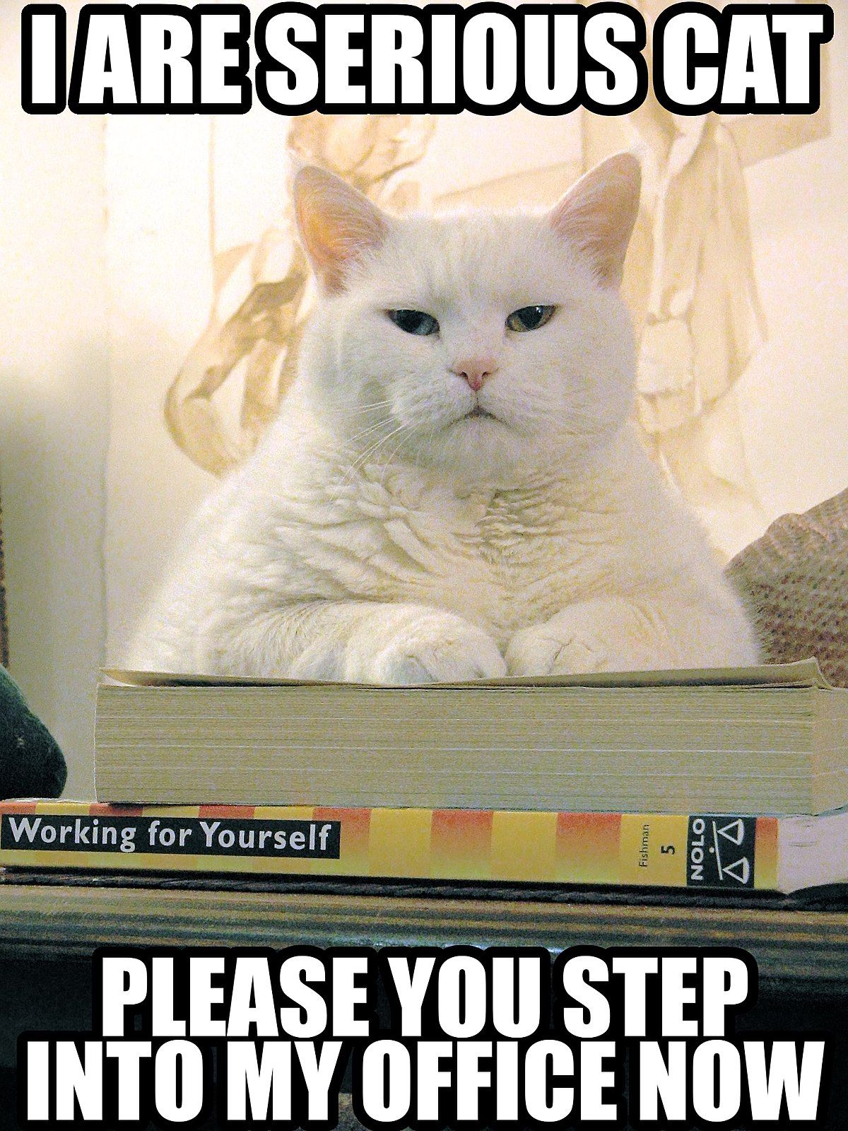 cat