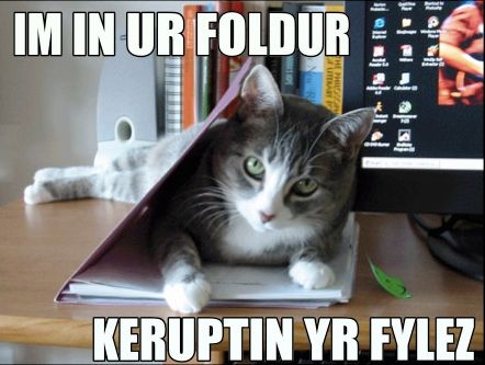 cat