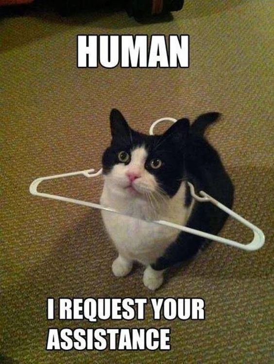 Lolcat